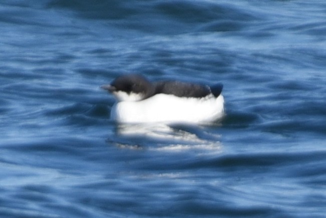 Thick-billed Murre - ML529270851