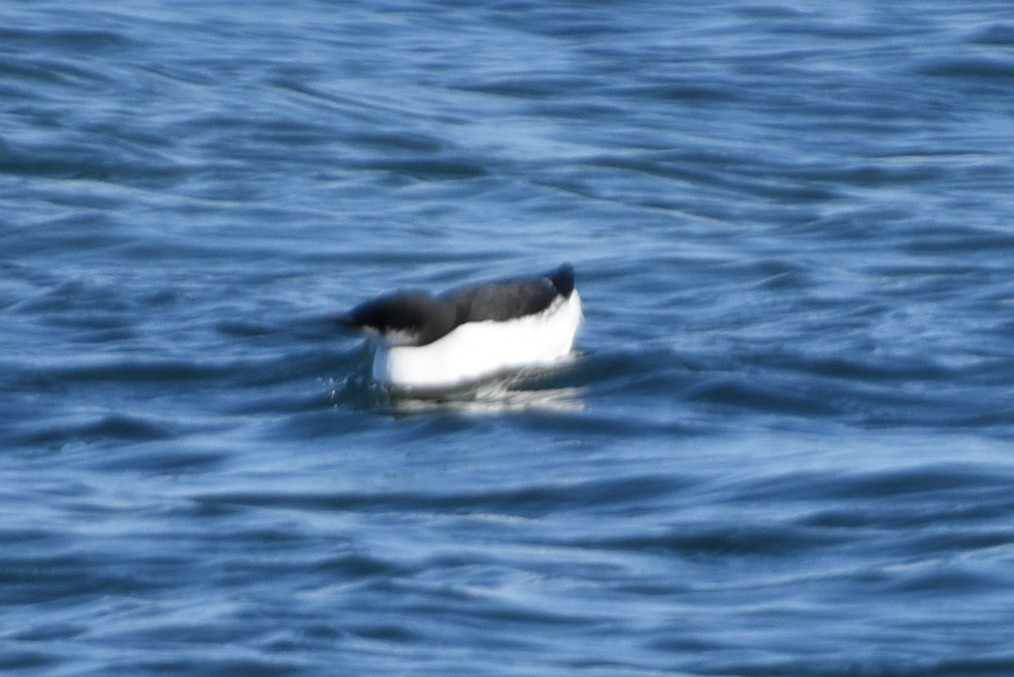 Thick-billed Murre - ML529270861