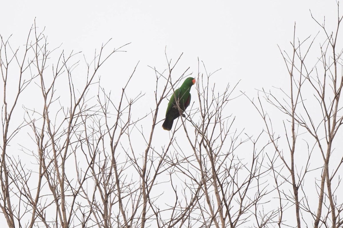 Moluccan Eclectus - ML529271681