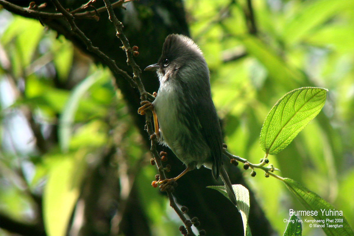 Burmese Yuhina - ML529272911