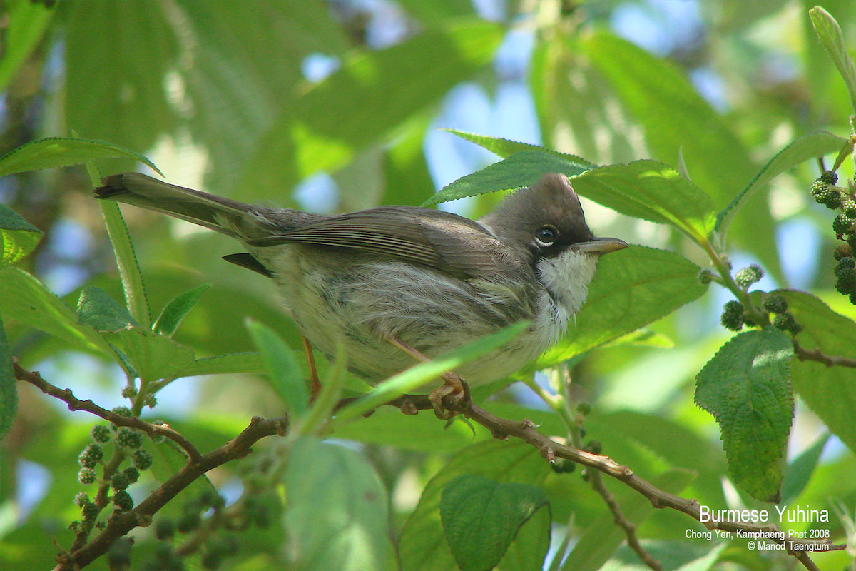 Burmese Yuhina - ML529272941