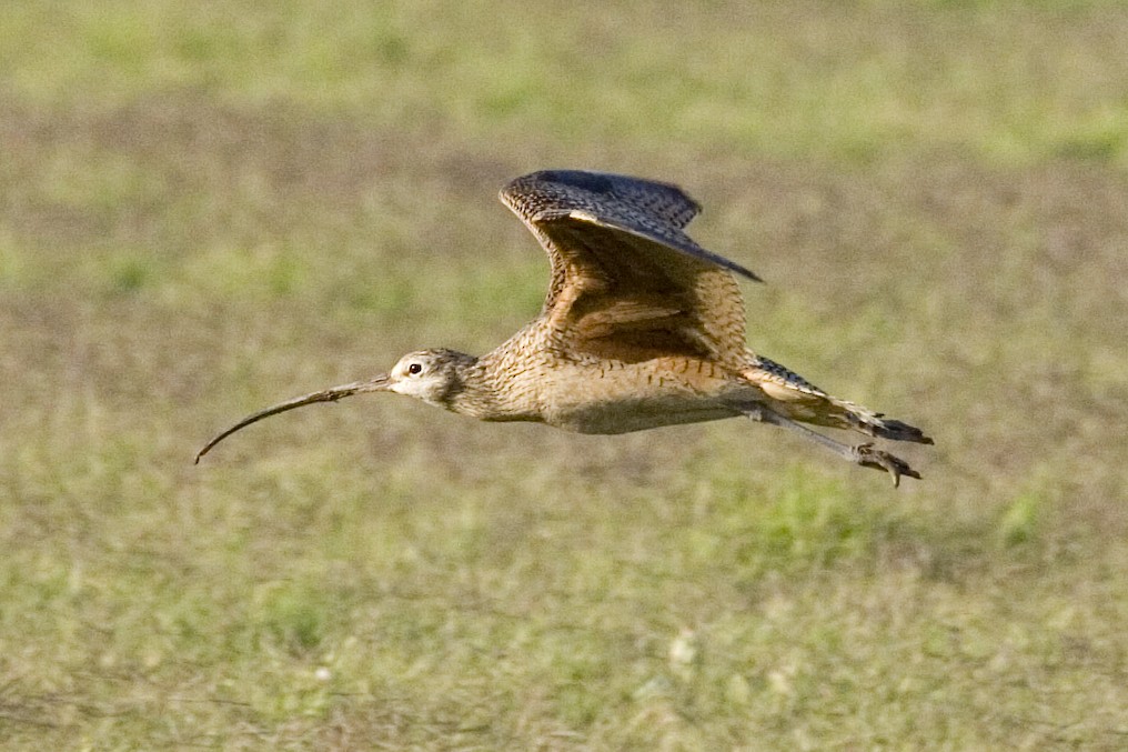 Long-billed Curlew - Rachel Holzman