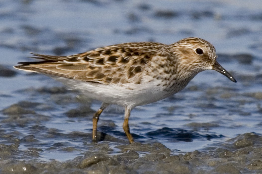 Least Sandpiper - ML529275111