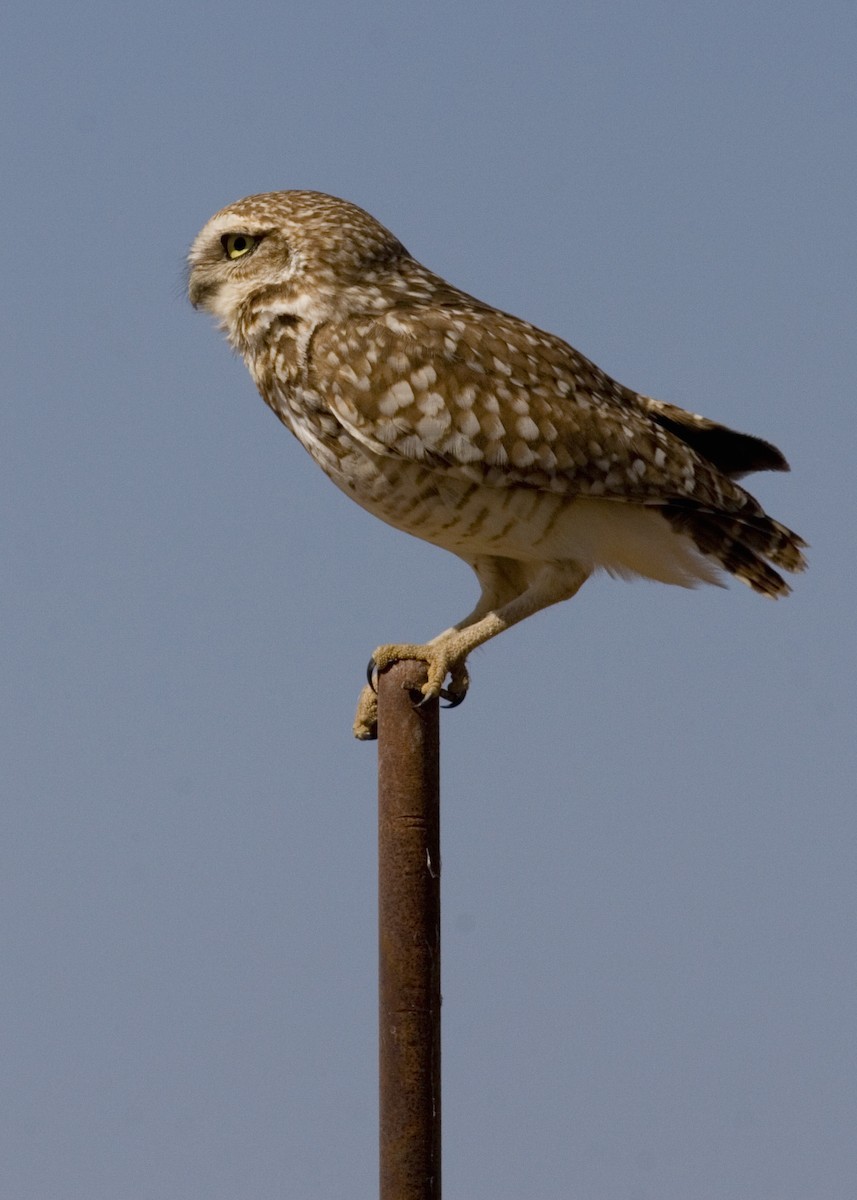 Burrowing Owl - ML529275611