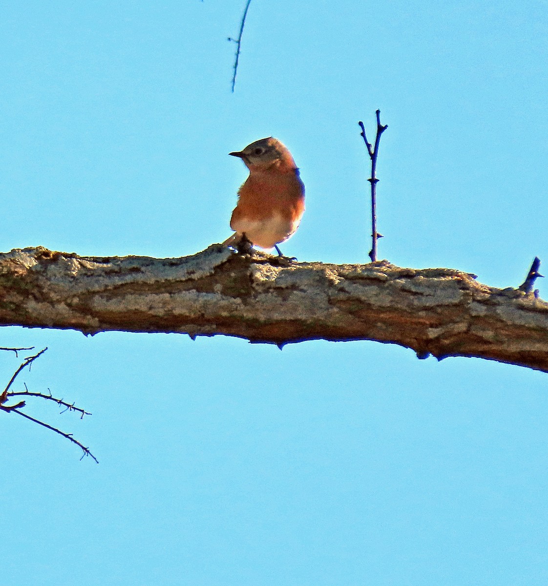 Eastern Bluebird - ML529276051