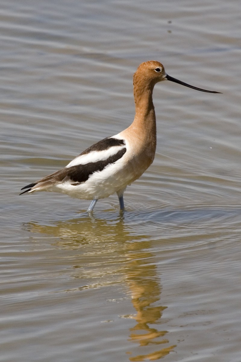 Avocette d'Amérique - ML529276271