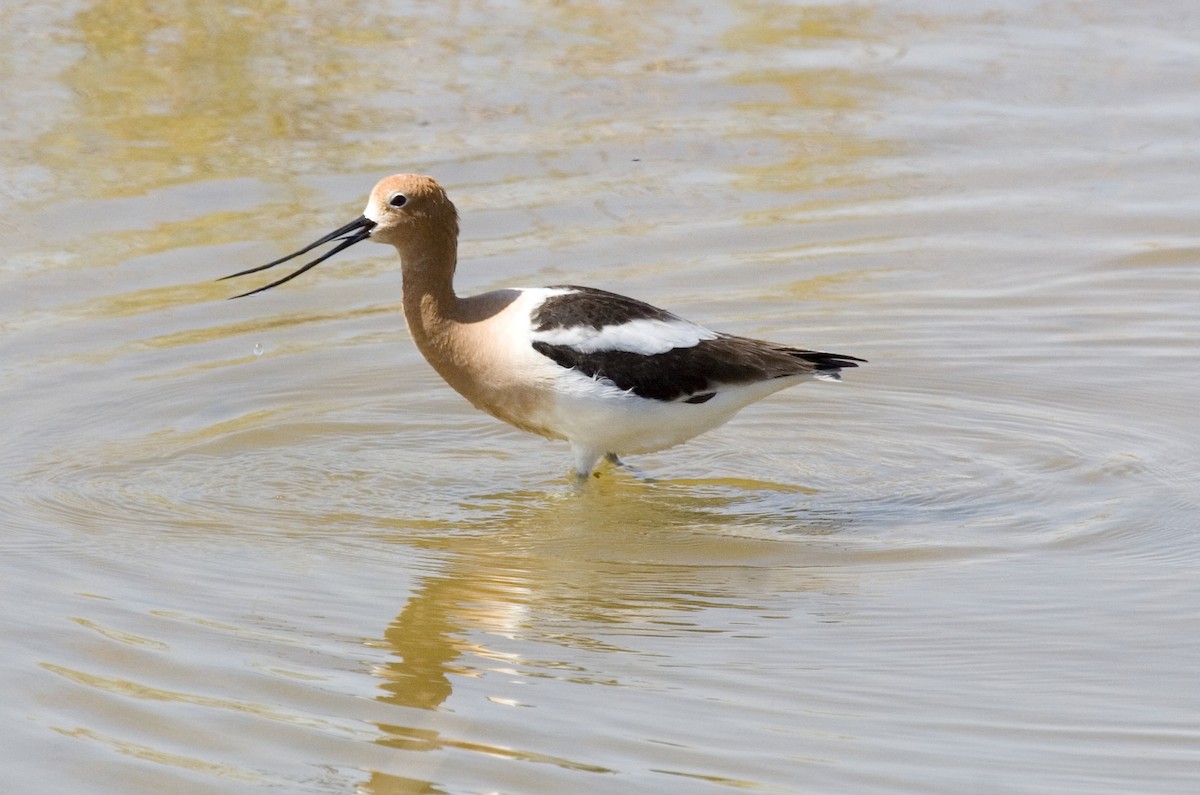 Avocette d'Amérique - ML529276281