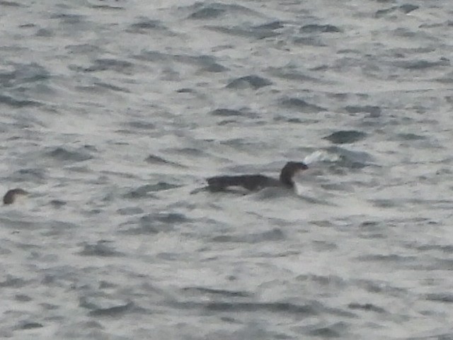 Pacific Loon - Luke Raso