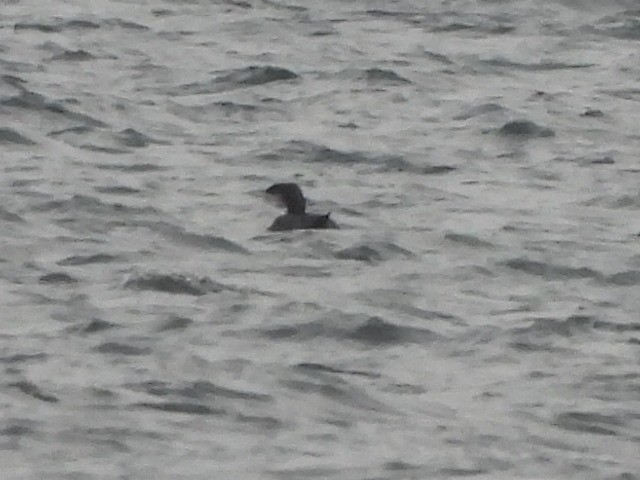 Pacific Loon - ML529276391