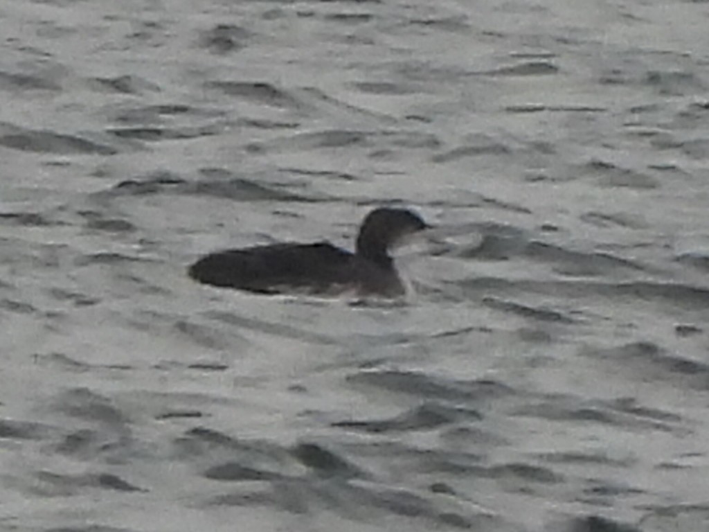 Pacific Loon - ML529276401