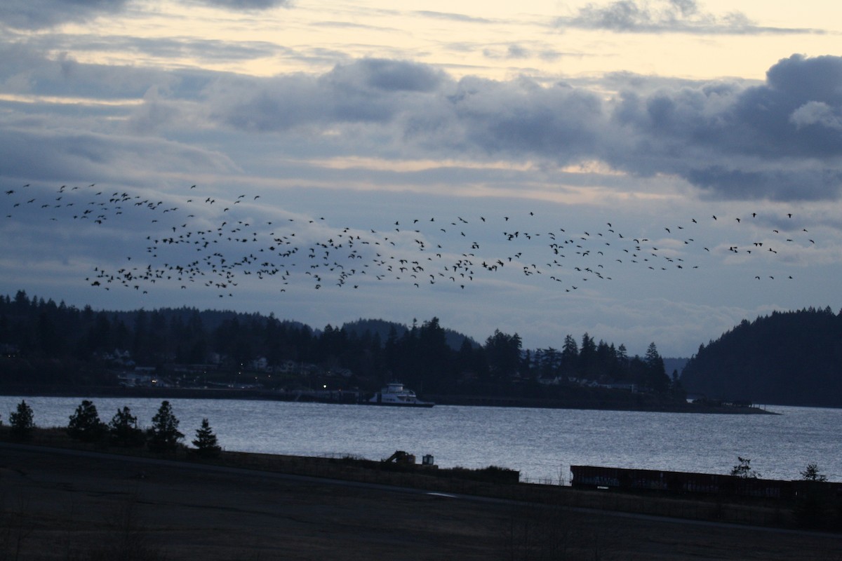 Canada Goose - ML529276641