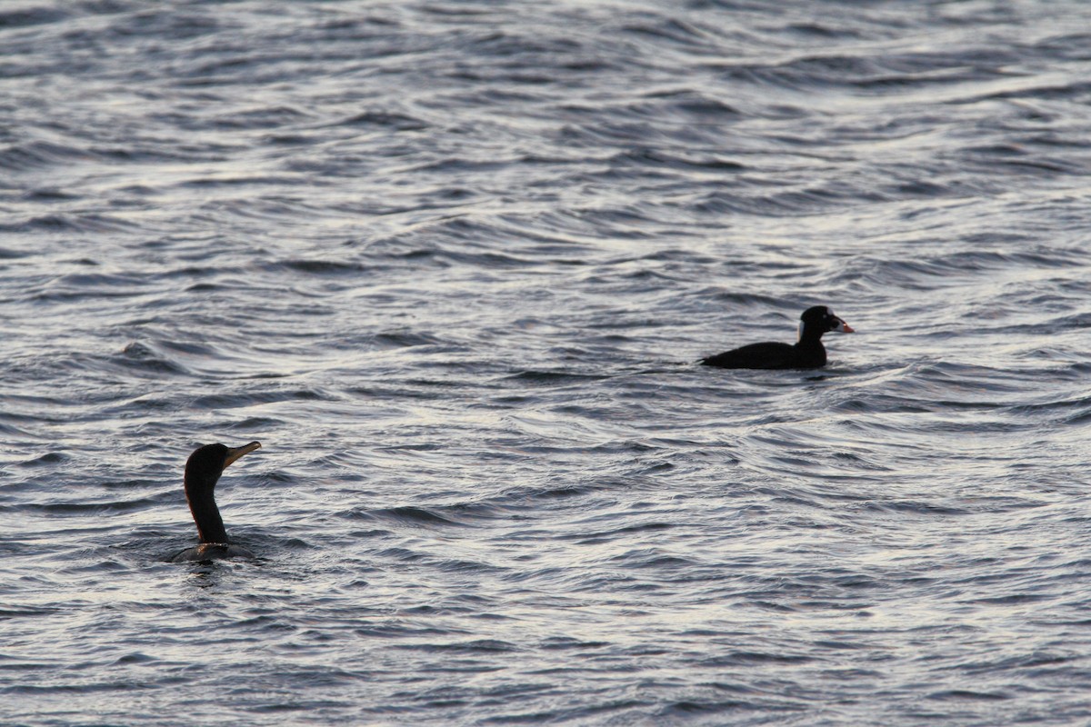 Surf Scoter - ML529276941