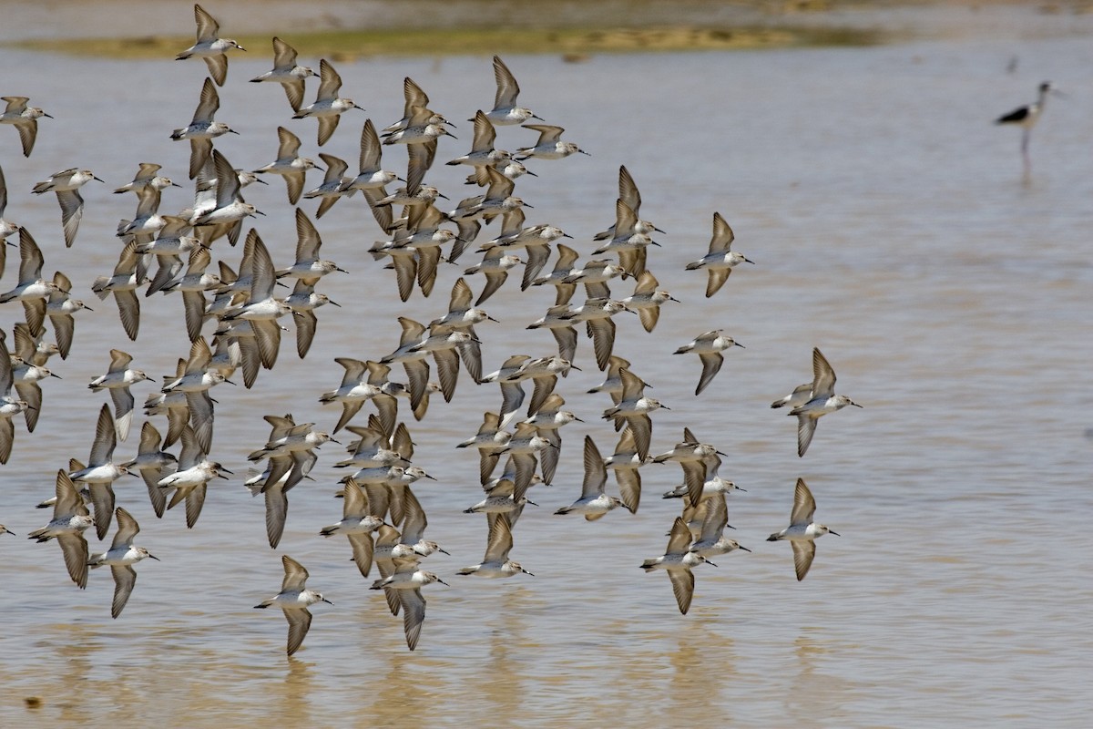 Western Sandpiper - Rachel Holzman