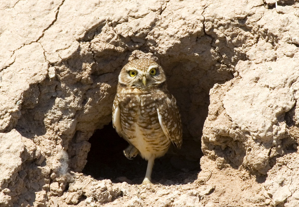 Burrowing Owl - ML529277081