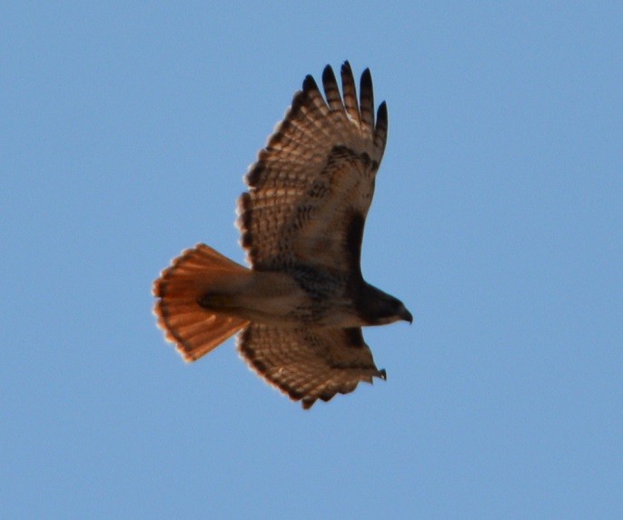 Red-tailed Hawk - ML52927711