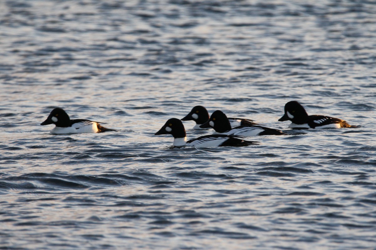 Barrow's Goldeneye - ML529277111