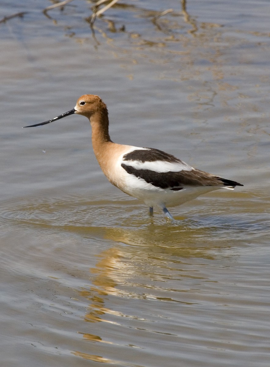 Avoceta Americana - ML529277131