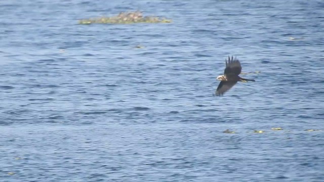 Western Marsh Harrier - ML529278281