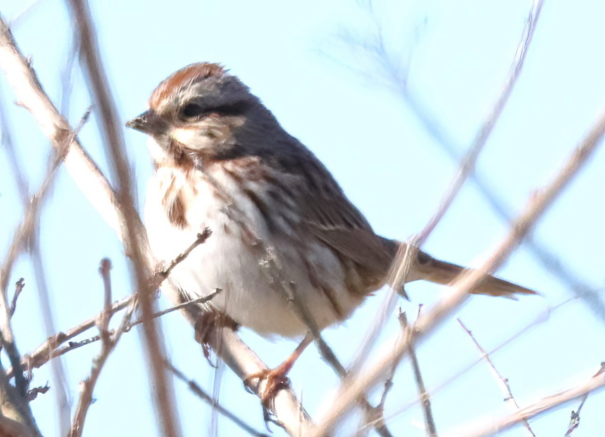 Song Sparrow - ML529279681