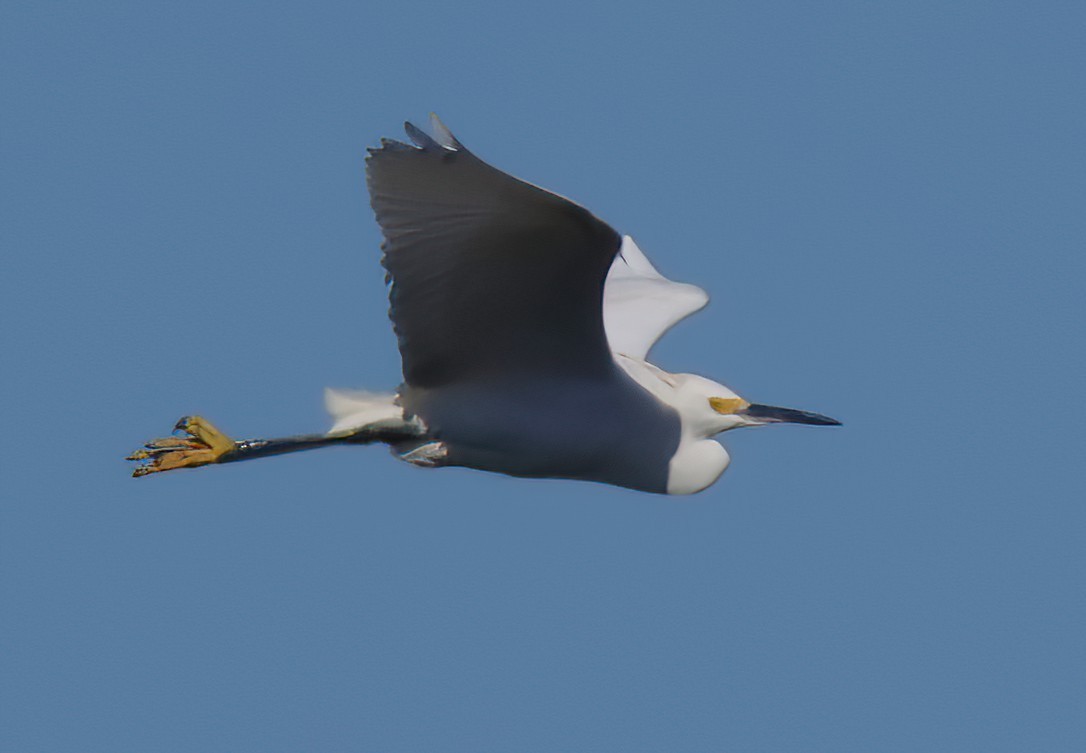 Snowy Egret - David Wilson