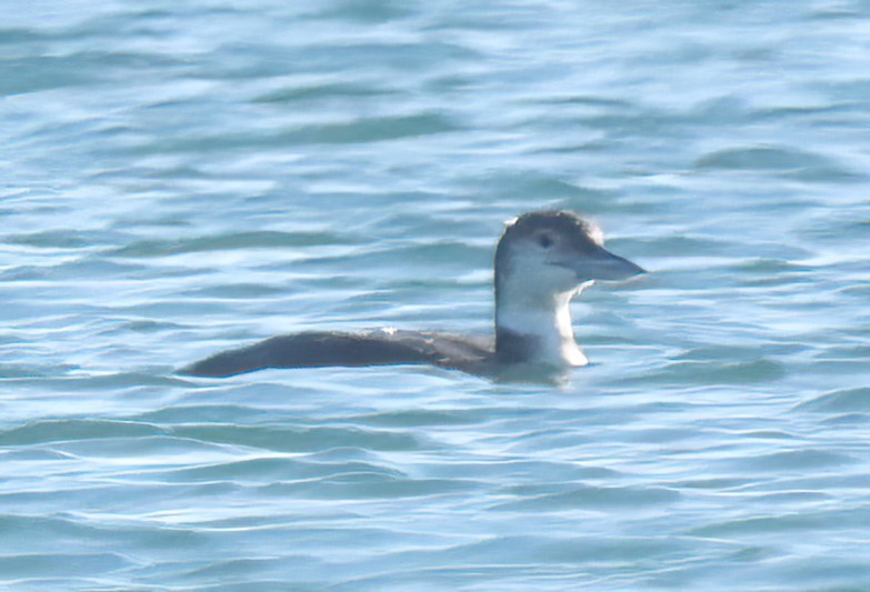 Common Loon - ML529280381