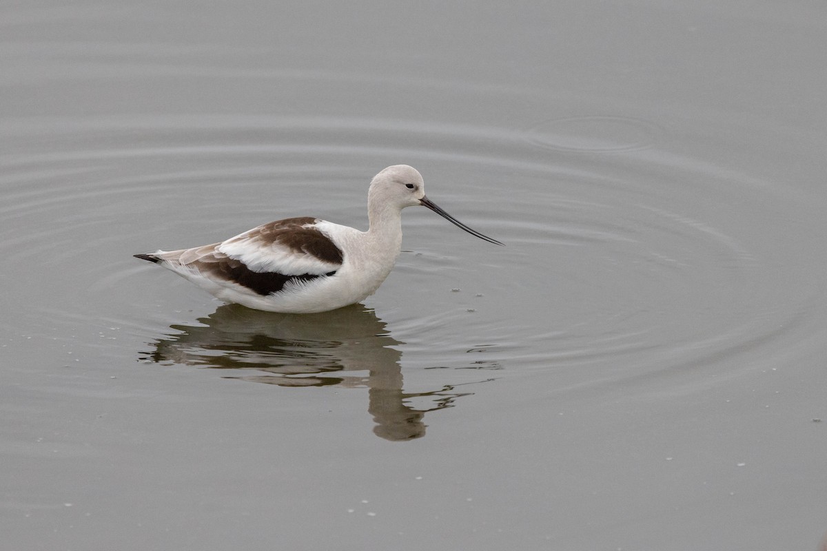 American Avocet - ML529280421