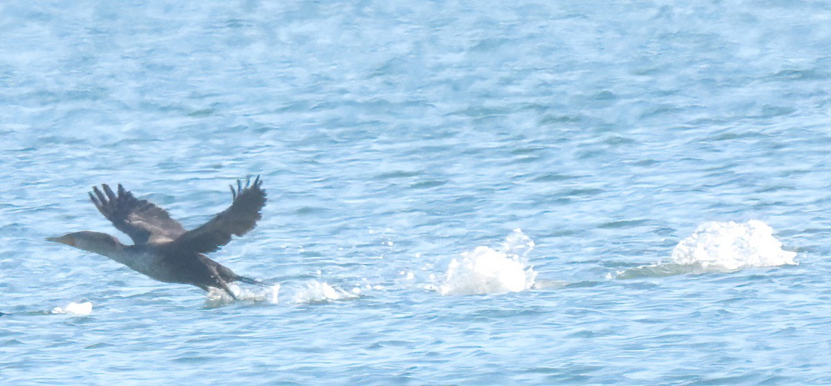 Cormoran à aigrettes - ML529280451