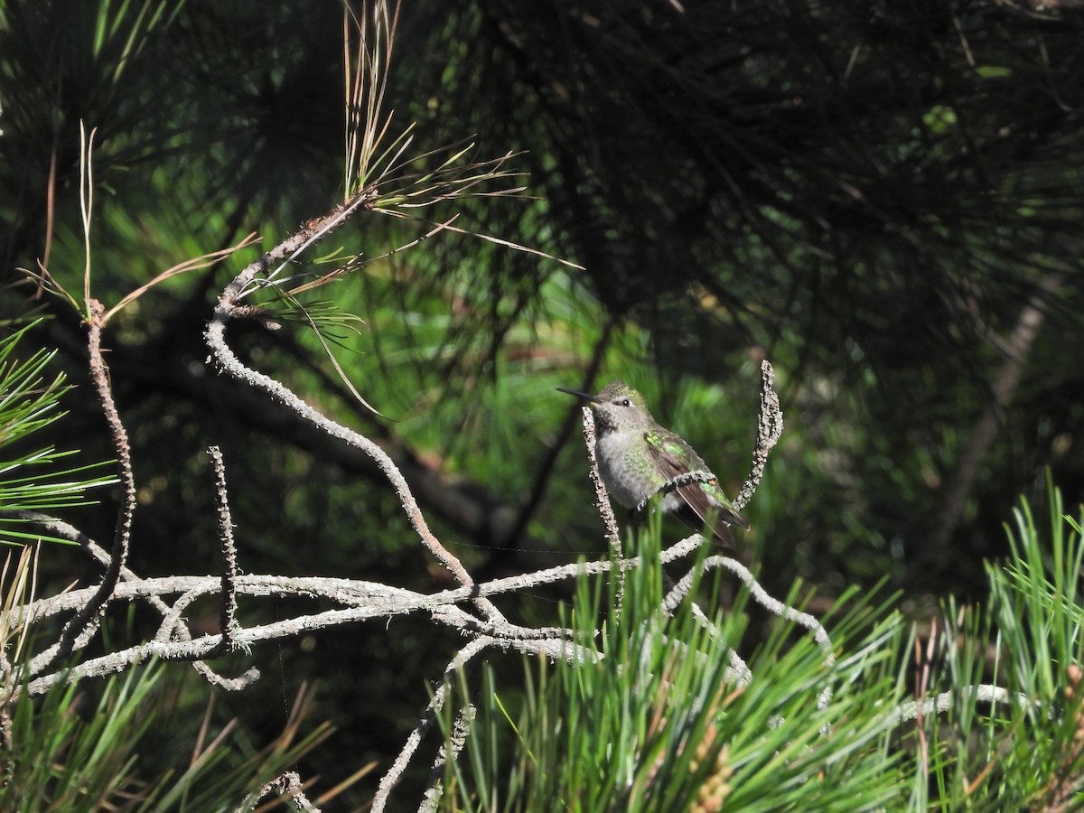 Anna's Hummingbird - ML529281811