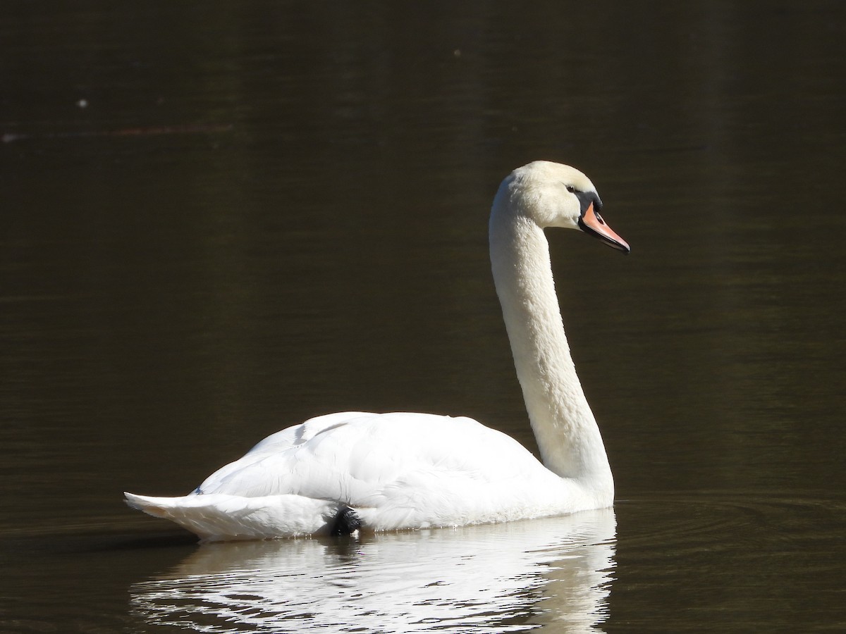 Mute Swan - Sarah Chan