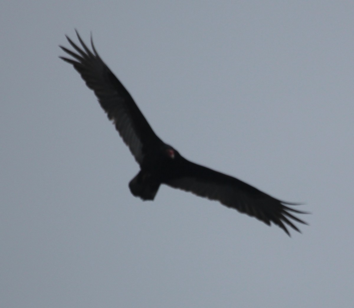 Turkey Vulture - ML52928271