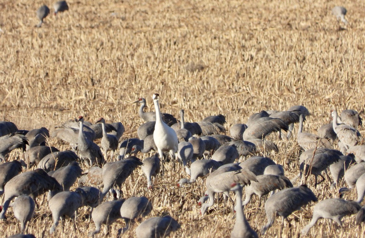 Whooping Crane - ML529282861