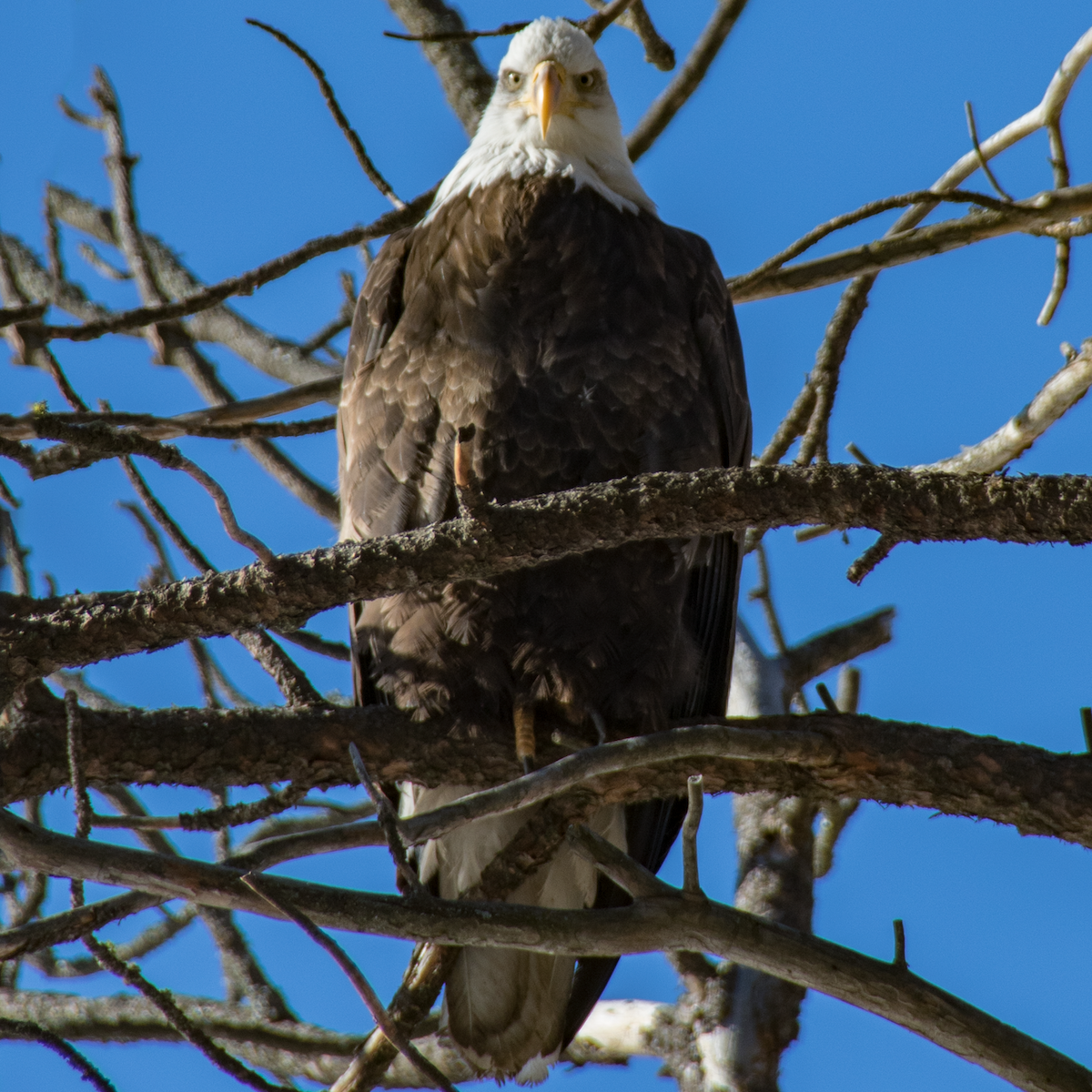 Bald Eagle - ML529283041