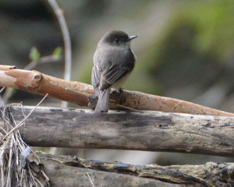 Eastern Phoebe - ML52928351