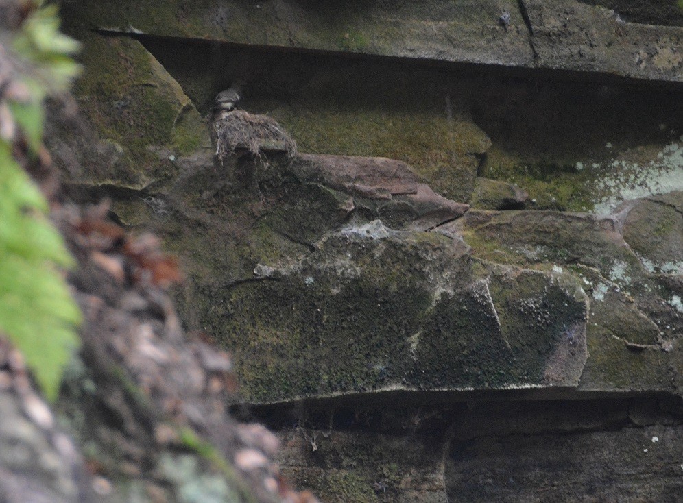 Eastern Phoebe - ML52928361