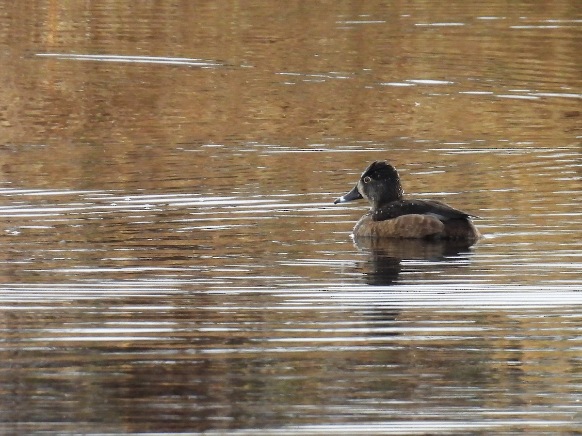 Ring-necked Duck - ML529283761
