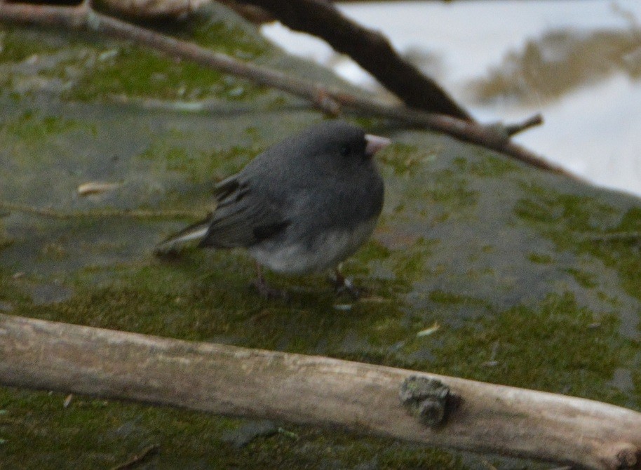 Dark-eyed Junco - "Chia" Cory Chiappone ⚡️