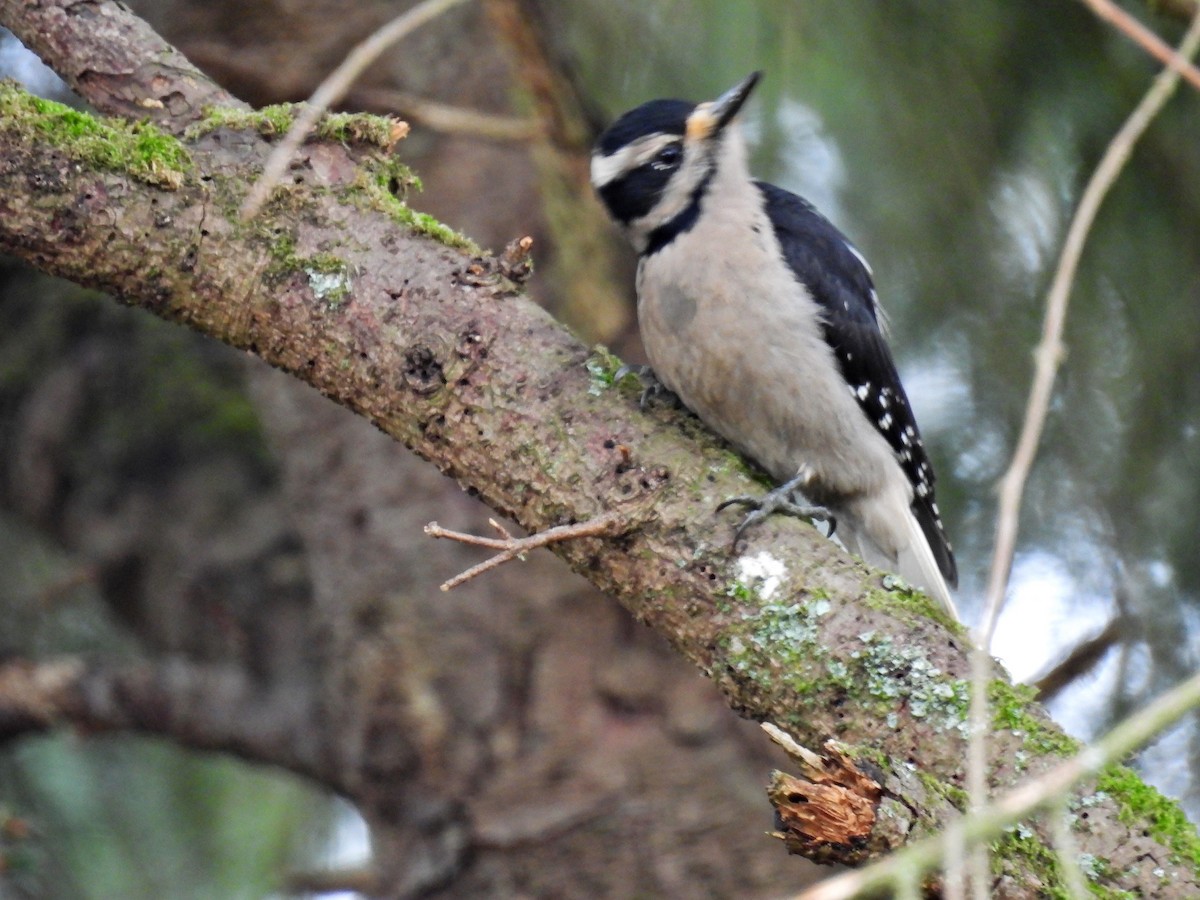 Hairy Woodpecker - ML529284301