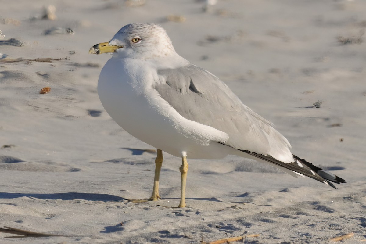 Ring-billed Gull - ML529286581