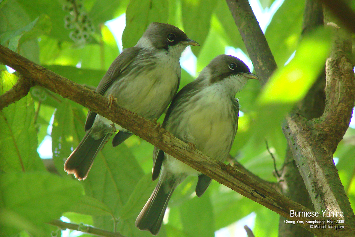 Burmese Yuhina - ML529286711