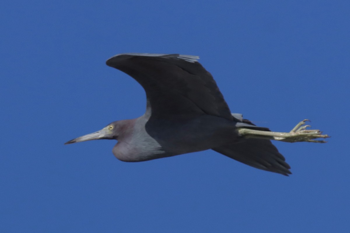 Little Blue Heron - ML529287221