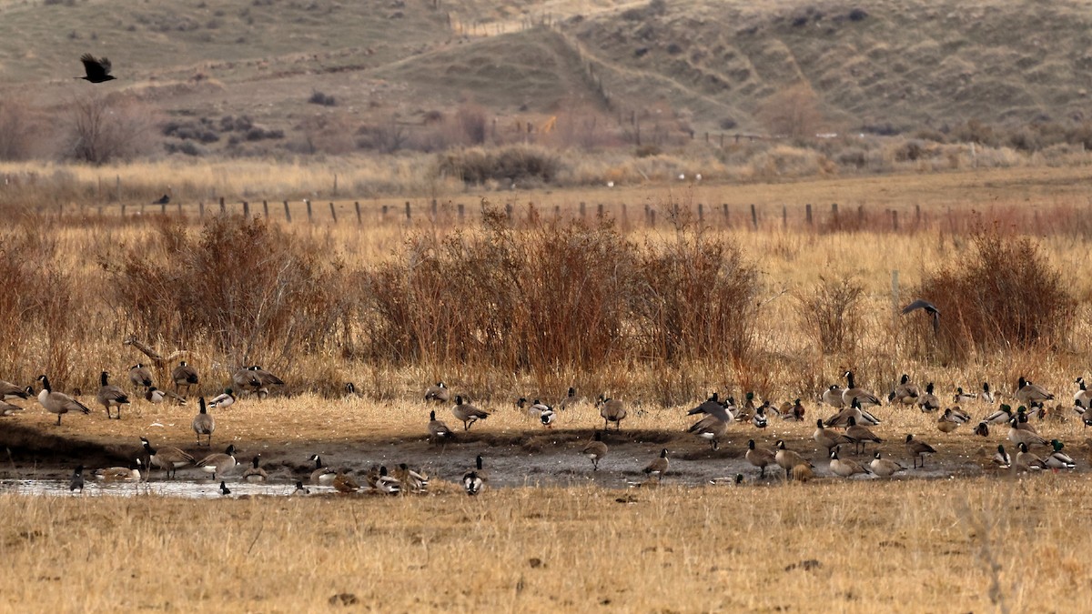 Canada Goose - ML529287291