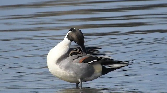 Northern Pintail - ML529288391