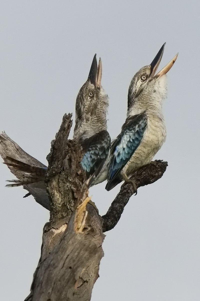 Blue-winged Kookaburra - ML529289691