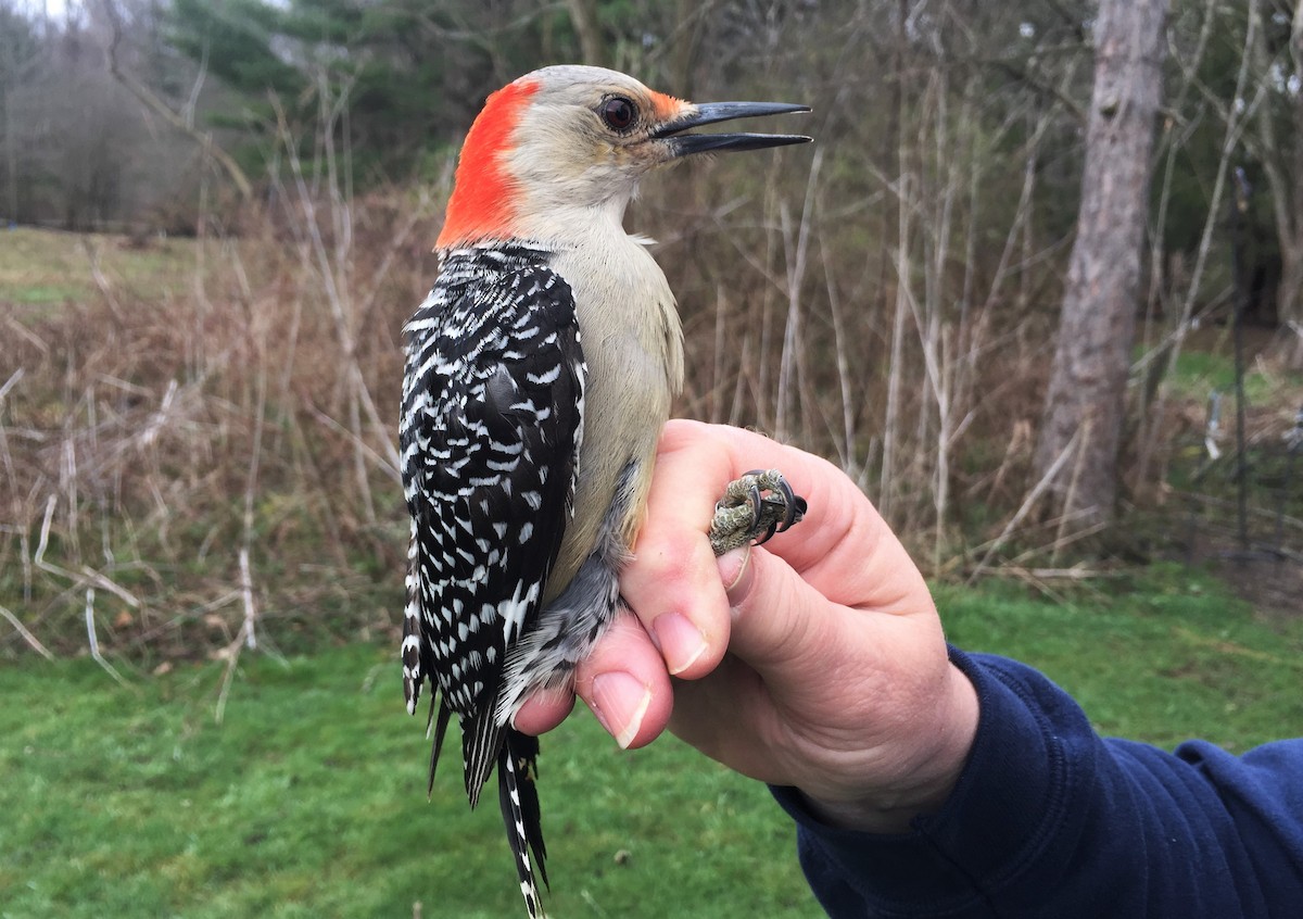 Red-bellied Woodpecker - Josh Lefever