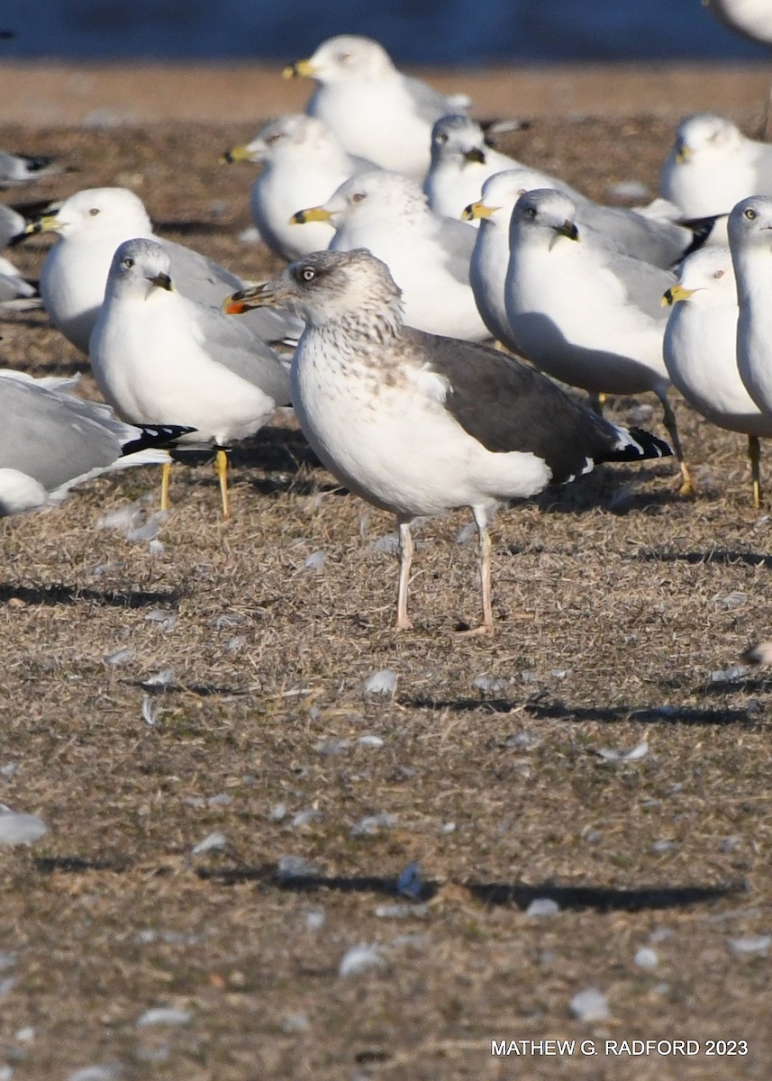 Lesser Black-backed Gull - ML529289721