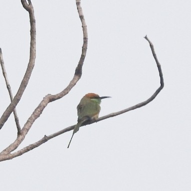 Asian Green Bee-eater - ML529291211