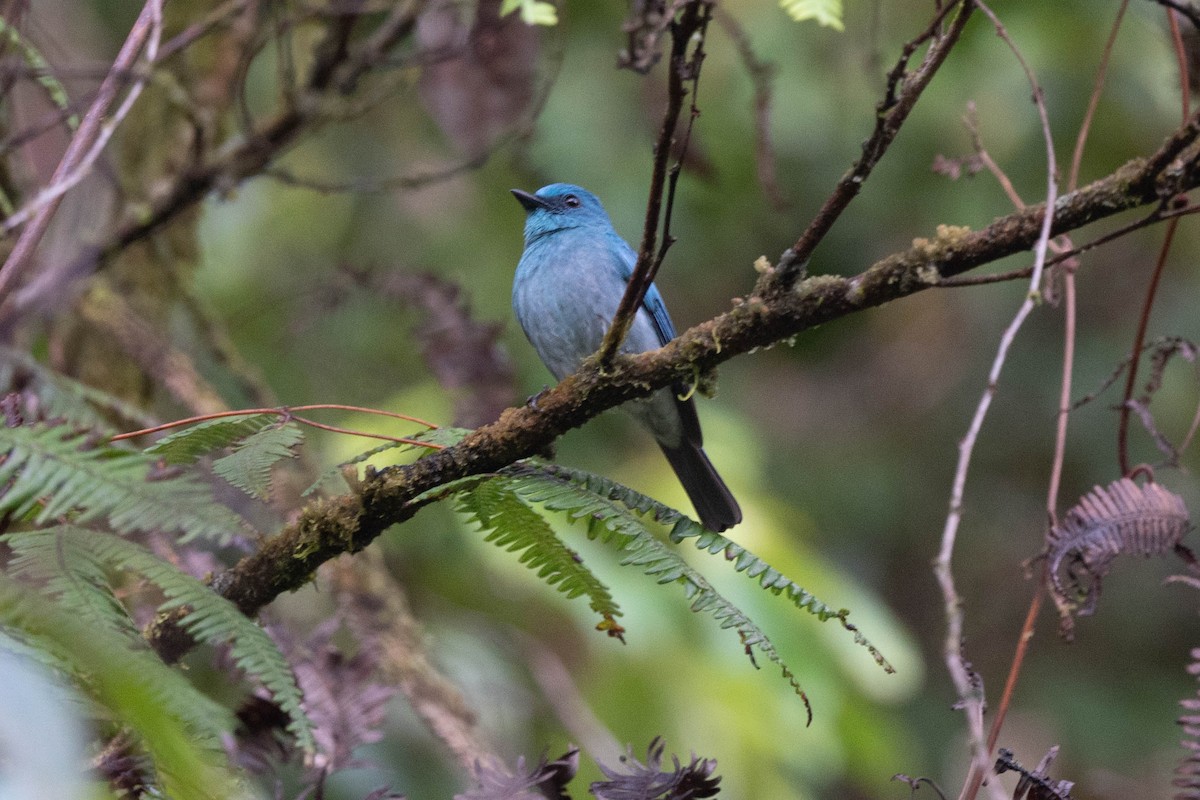 Turquoise Flycatcher - ML529292901