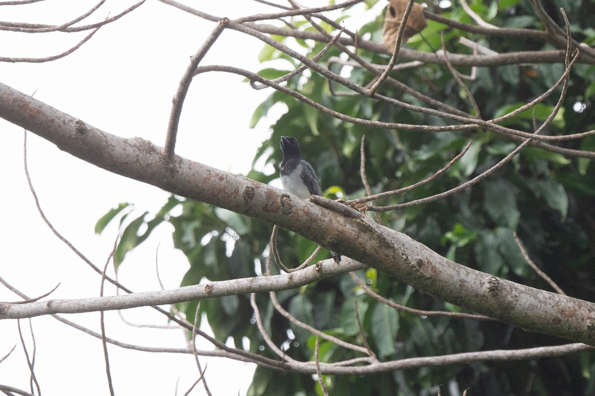 Moluccan Cuckooshrike - ML529293471