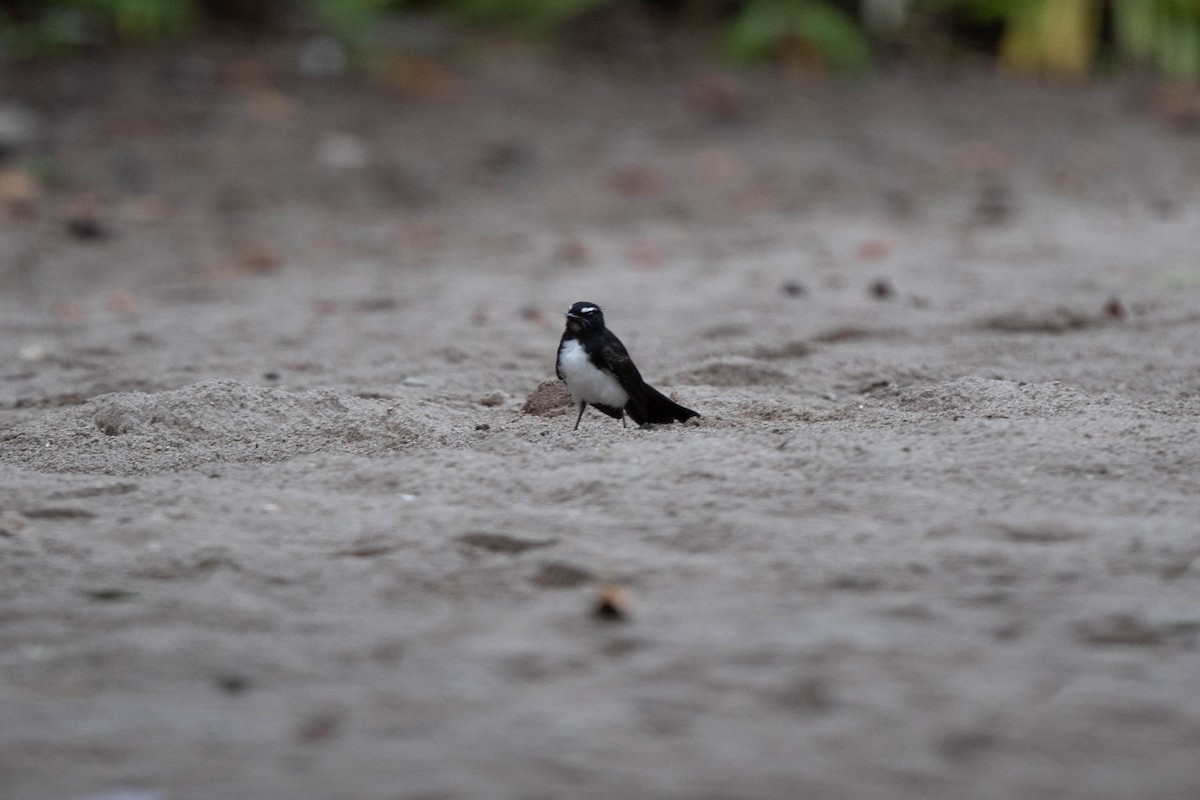 Willie-wagtail - John Hiles