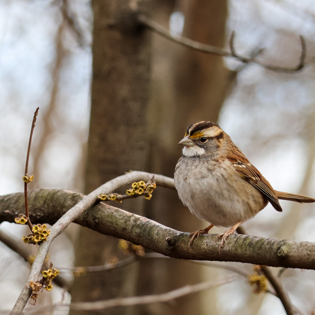 White-throated Sparrow - ML529294921